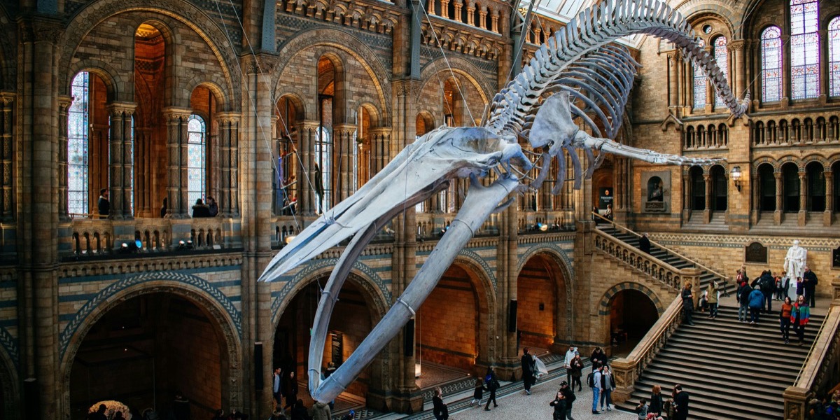 The Natural History Museum interior with blue whale skeleton